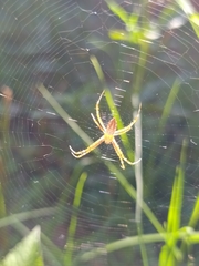 Argiope argentata