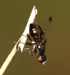 Sepsidae