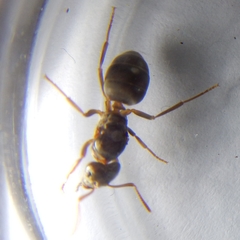 Chthonolasius