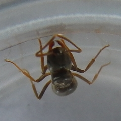 Chthonolasius