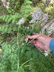 Corydalis caseana