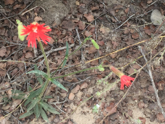 Silene laciniata laciniata
