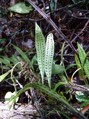 Microgramma mauritiana