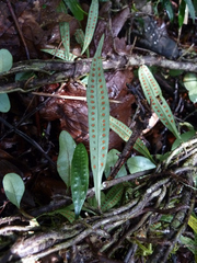 Microgramma mauritiana