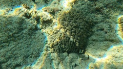 Isaurus tuberculatus