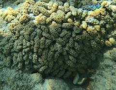 Isaurus tuberculatus