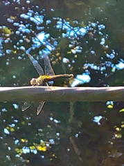 Pachydiplax longipennis