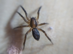 Teminius insularis