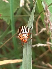 Leptinotarsa decemlineata