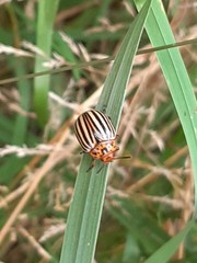 Leptinotarsa decemlineata
