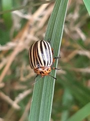 Leptinotarsa decemlineata