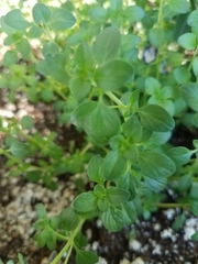 Thymus × citriodorus
