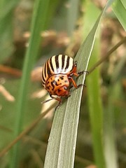 Leptinotarsa decemlineata