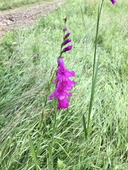 Gladiolus imbricatus