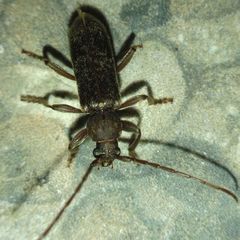 Trichoferus campestris