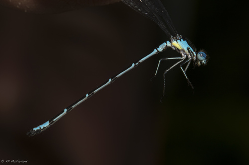 Chromagrion conditum