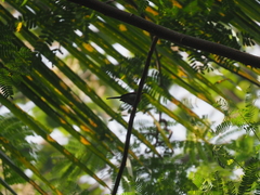 Aethopyga mystacalis