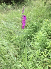 Gladiolus imbricatus