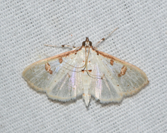 Palpita illibalis