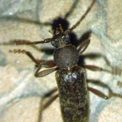 Trichoferus campestris