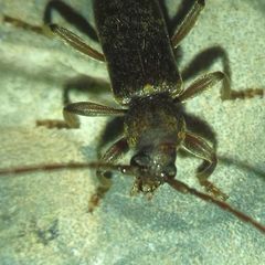 Trichoferus campestris