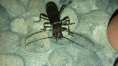 Trichoferus campestris