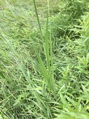 Gladiolus imbricatus
