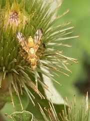 Terellia tussilaginis