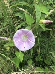 Calystegia × pulchra