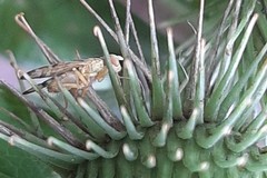 Terellia tussilaginis