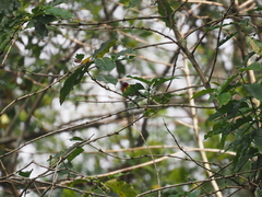 Aethopyga mystacalis