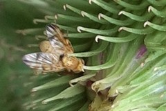 Terellia tussilaginis