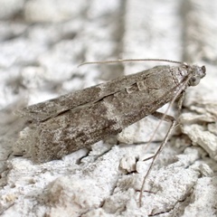 Eurythmia angulella