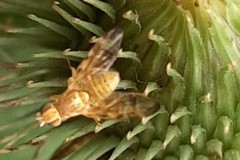 Terellia tussilaginis