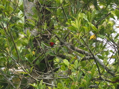 Aethopyga mystacalis
