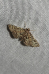 Steniini