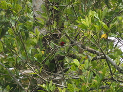 Aethopyga mystacalis