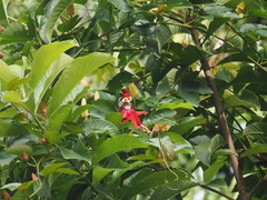 Aethopyga mystacalis