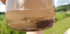 Fundulus diaphanus
