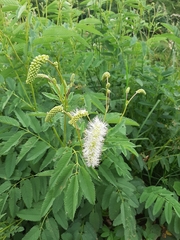 Sanguisorba dodecandra