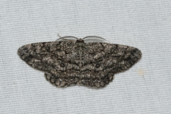 Hypomecis umbrosaria