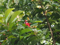 Aethopyga mystacalis