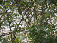 Aethopyga mystacalis