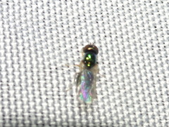 Microchrysa flaviventris