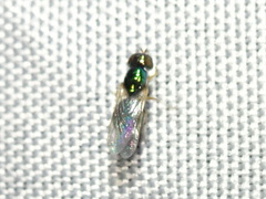 Microchrysa flaviventris