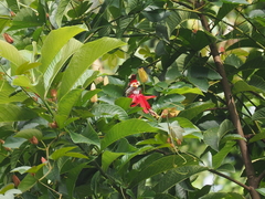 Aethopyga mystacalis