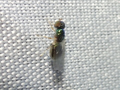 Microchrysa flaviventris
