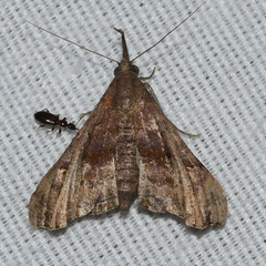Palthis asopialis