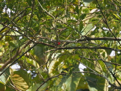 Aethopyga mystacalis
