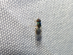 Microchrysa flaviventris